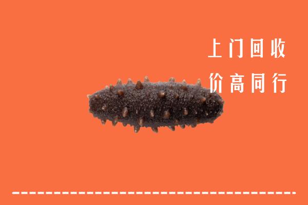 高价求购：黄岛区回收海参